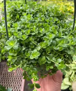 Peperomia Deppeana — additional view