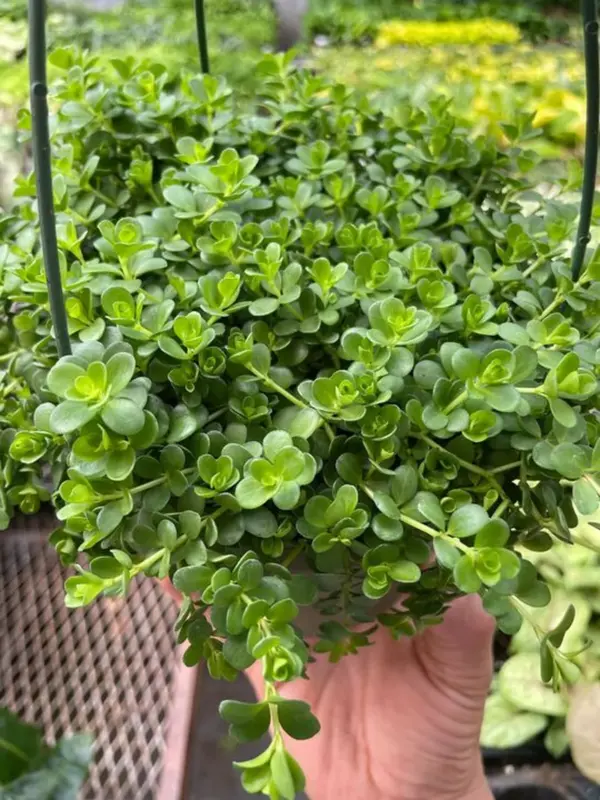 Peperomia Deppeana — additional view