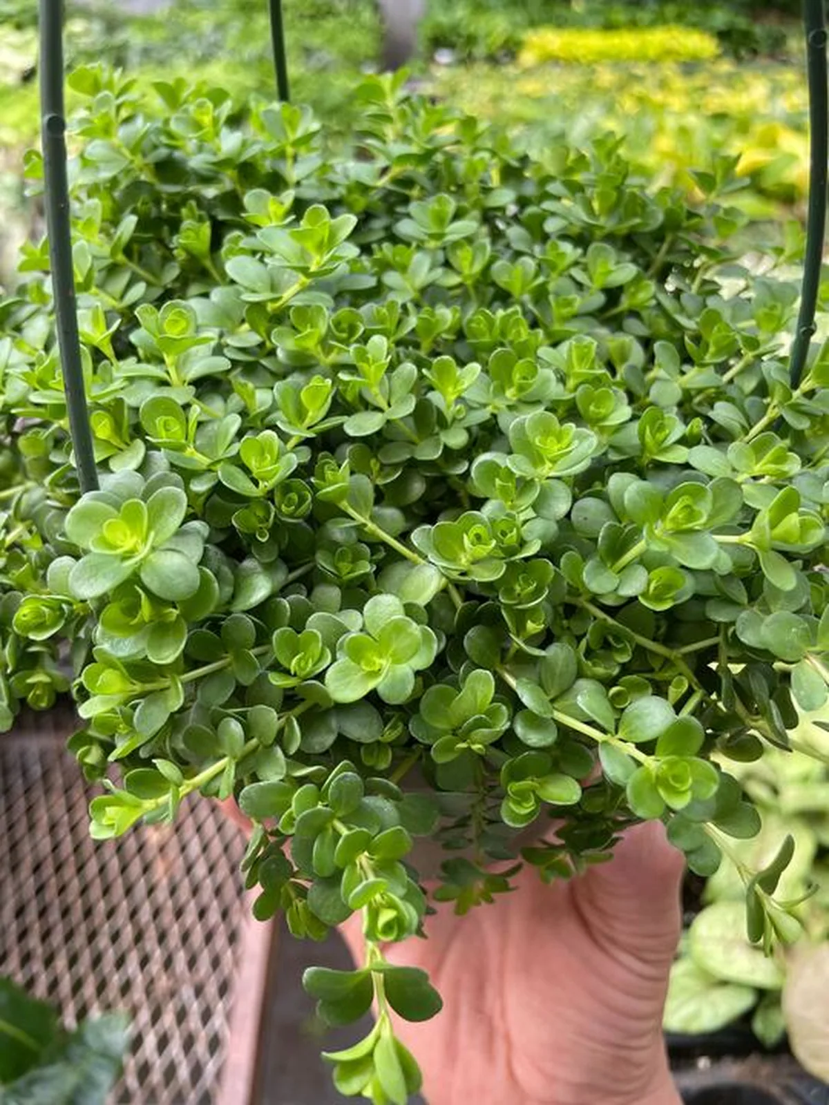 Peperomia Deppeana — additional view