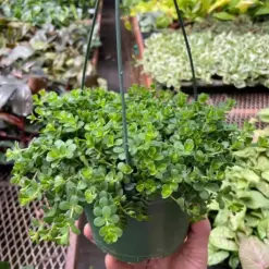Peperomia Deppeana — additional view