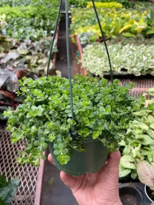 Peperomia Deppeana — additional view