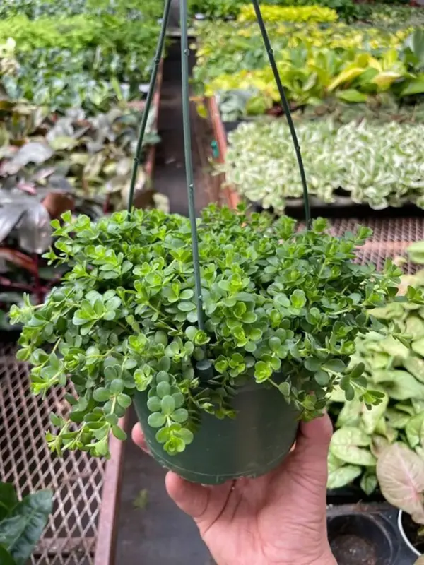 Peperomia Deppeana — additional view