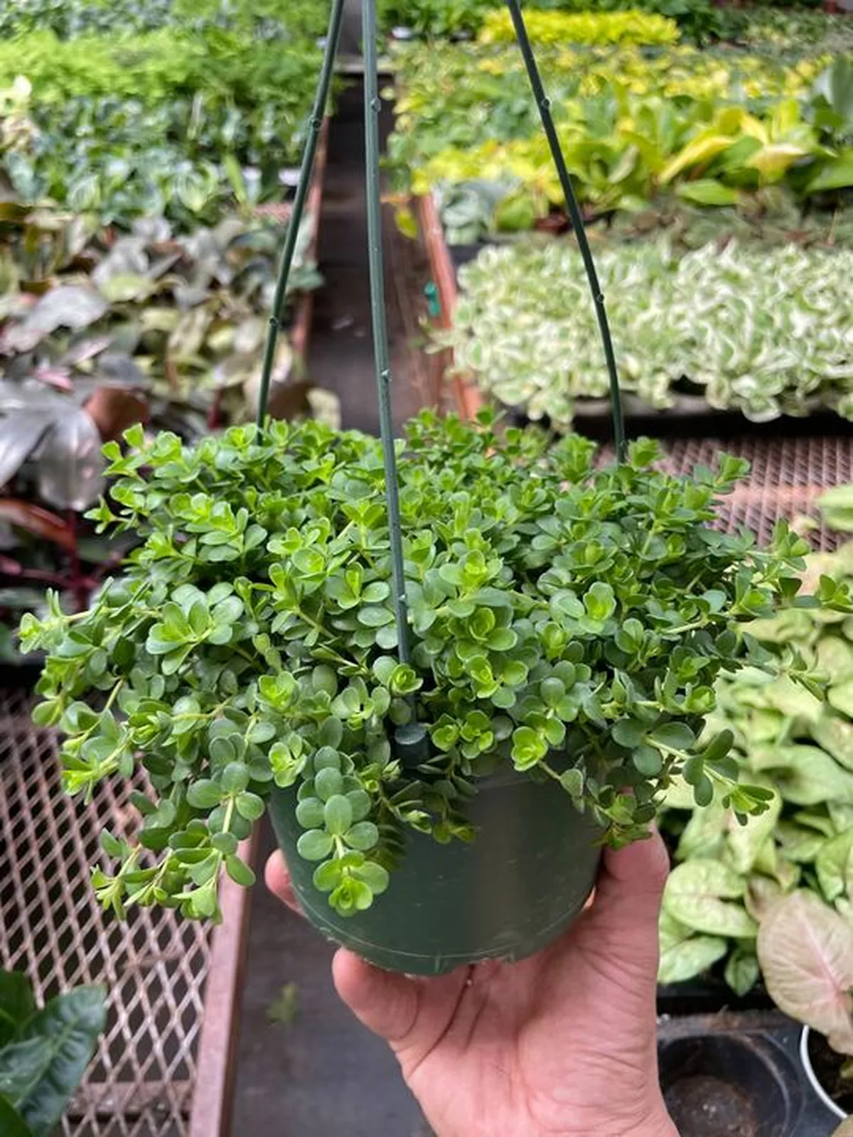 Peperomia Deppeana — additional view