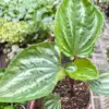Peperomia Ecuador houseplant