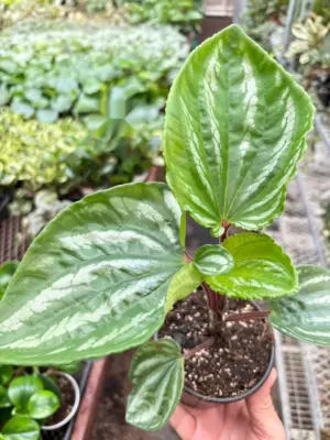 Peperomia Ecuador houseplant