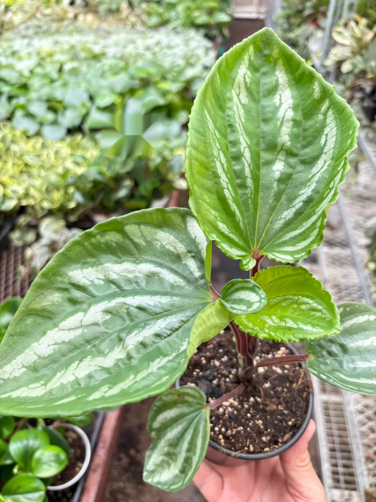 Peperomia Ecuador houseplant