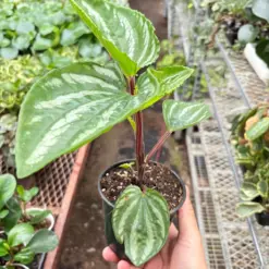 Peperomia Ecuador — additional view