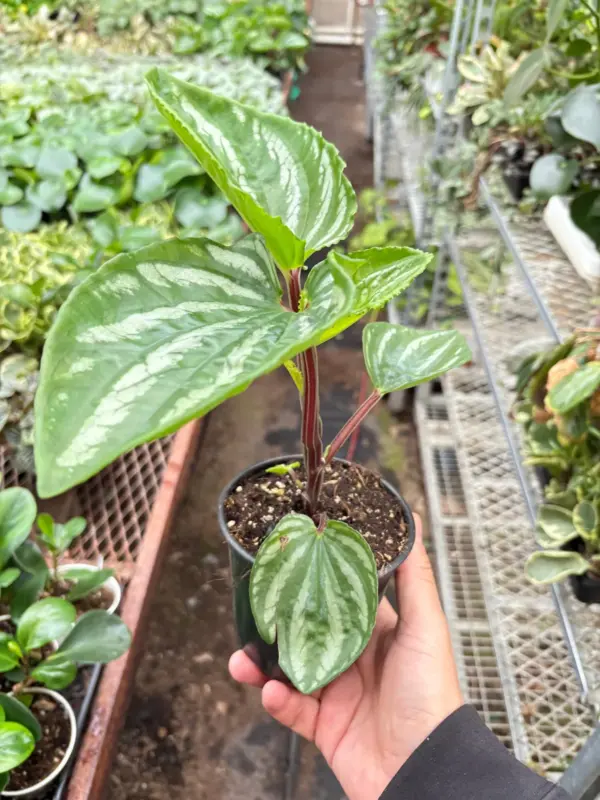 Peperomia Ecuador — additional view