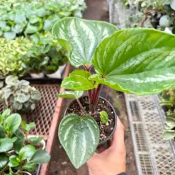 Peperomia Ecuador — additional view