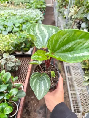 Peperomia Ecuador — additional view