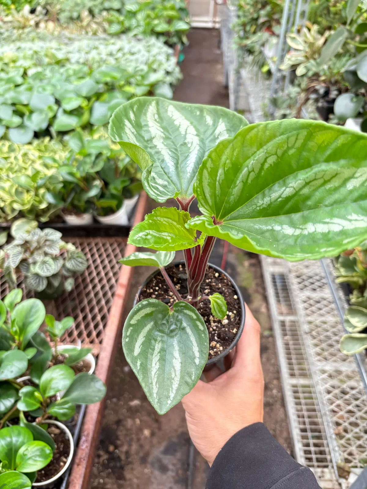 Peperomia Ecuador — additional view