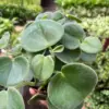 Peperomia 'Felted' houseplant