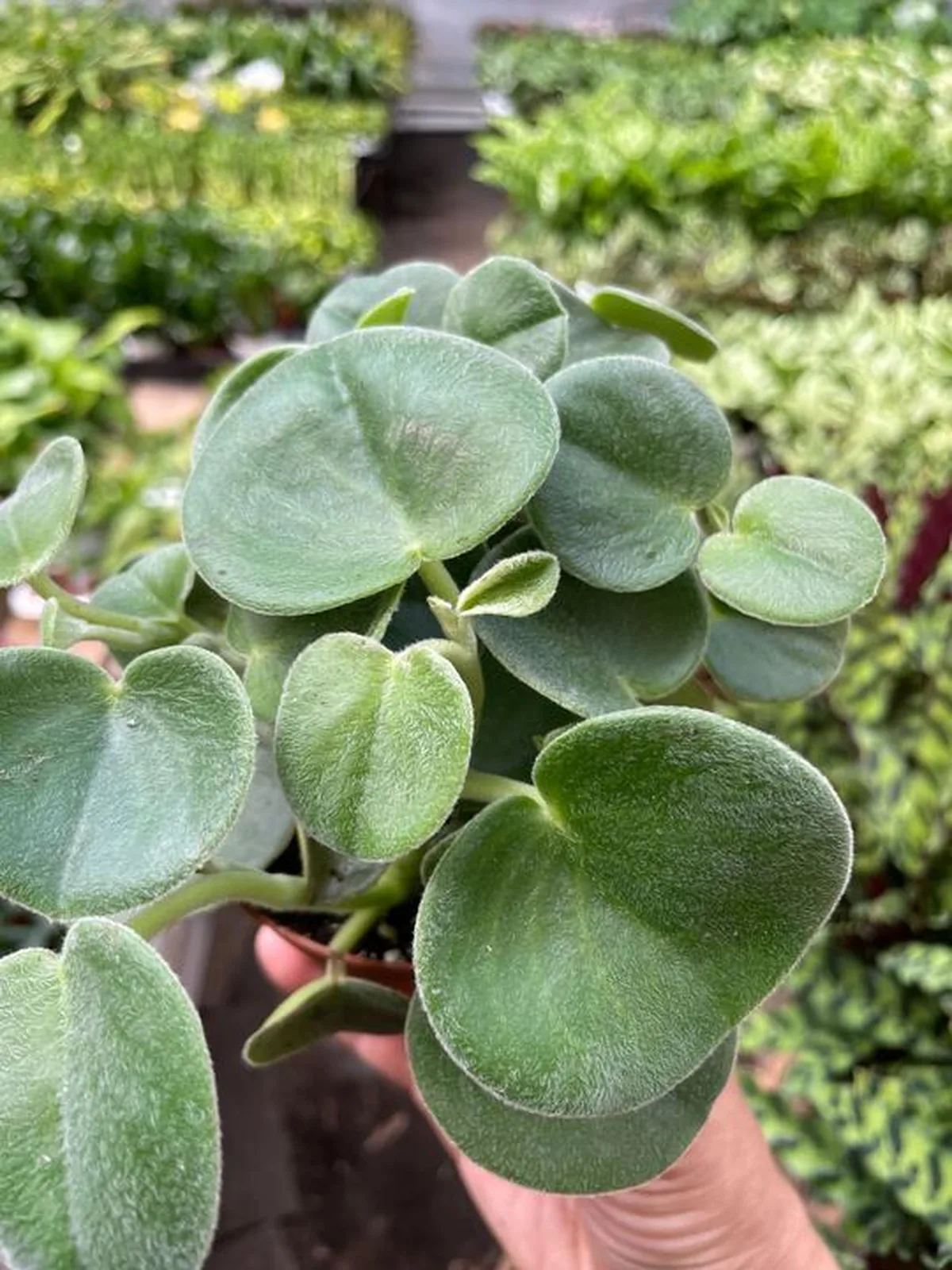 Peperomia 