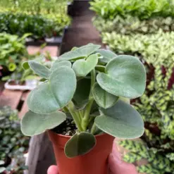 Peperomia 'Felted' — additional view