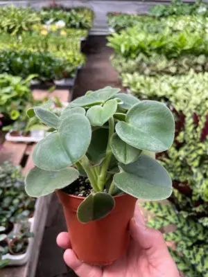 Peperomia 'Felted' — additional view