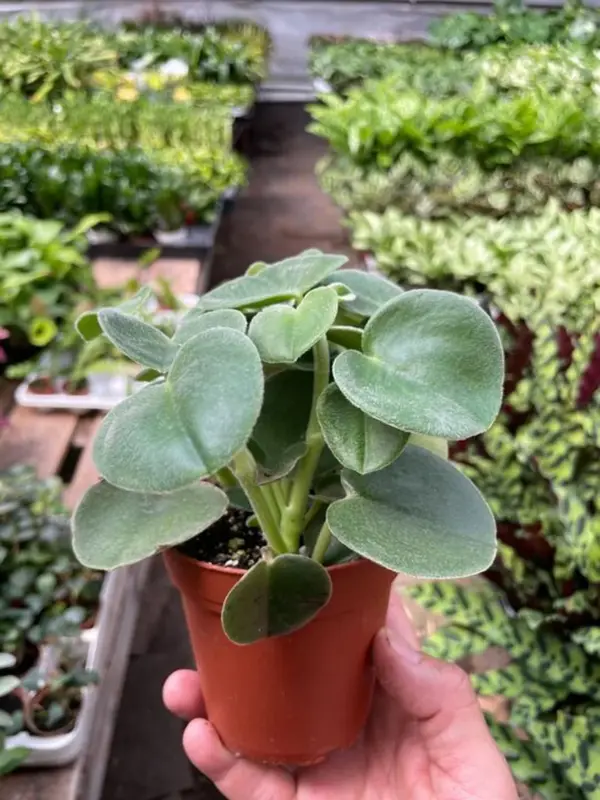 Peperomia 'Felted' — additional view
