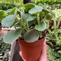 Peperomia 'Felted' — additional view