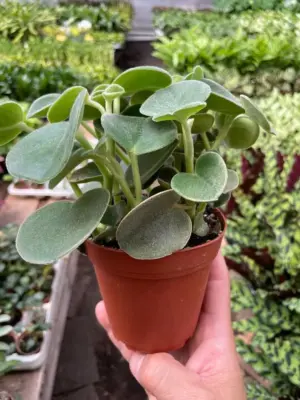 Peperomia 'Felted' — additional view