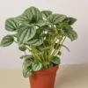 Peperomia 'Frost houseplant