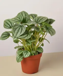 Peperomia 'Frost houseplant