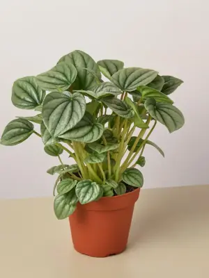 Peperomia 'Frost houseplant