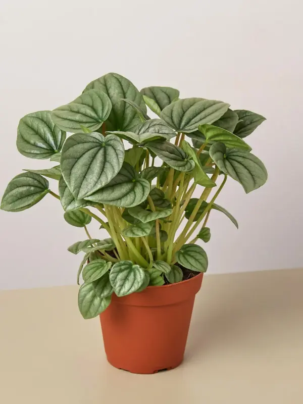 Peperomia 'Frost houseplant