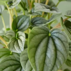 Peperomia 'Frost — additional view