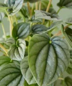 Peperomia 'Frost — additional view