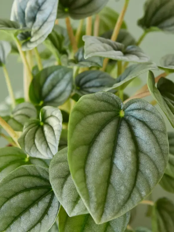 Peperomia 'Frost — additional view