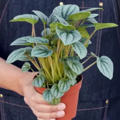 Peperomia 'Frost — additional view