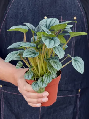 Peperomia 'Frost — additional view