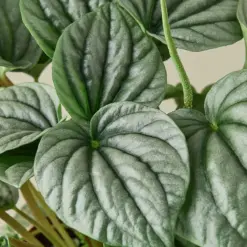 Peperomia 'Frost — leaf detail close-up