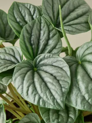Peperomia 'Frost — leaf detail close-up