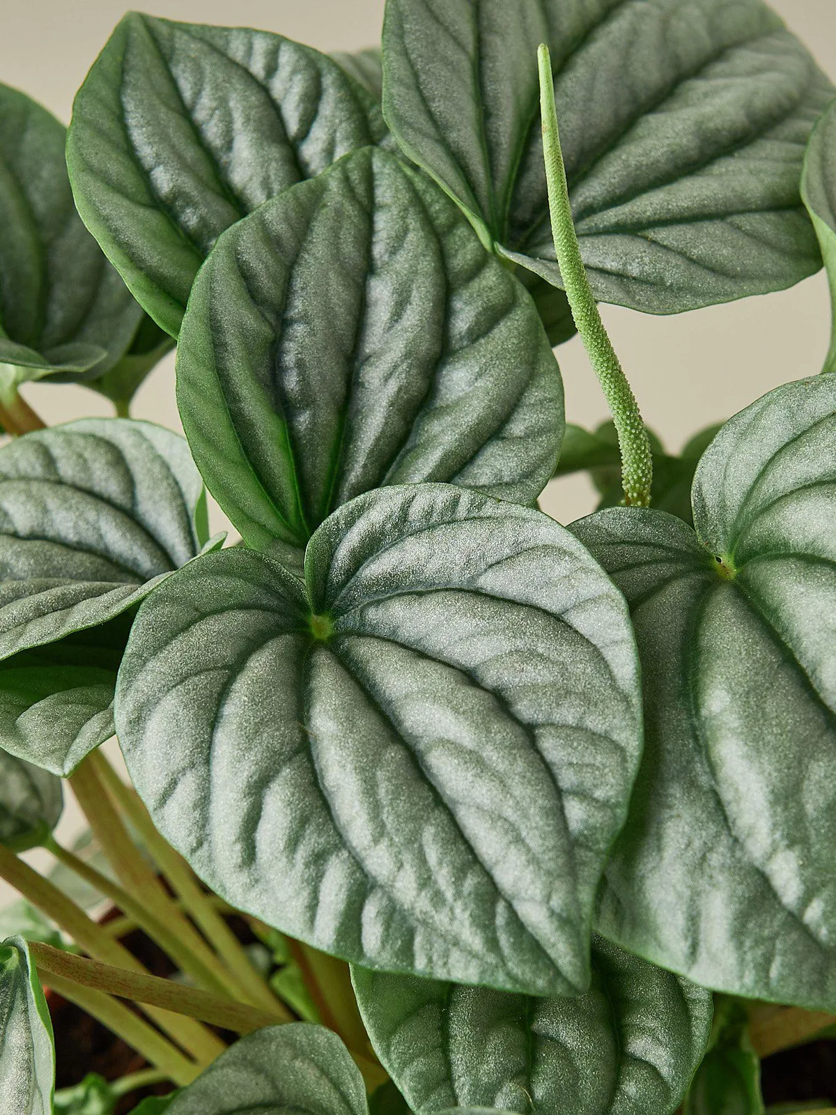 Peperomia 