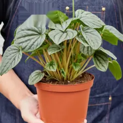 Peperomia 'Frost — held in hand for size reference