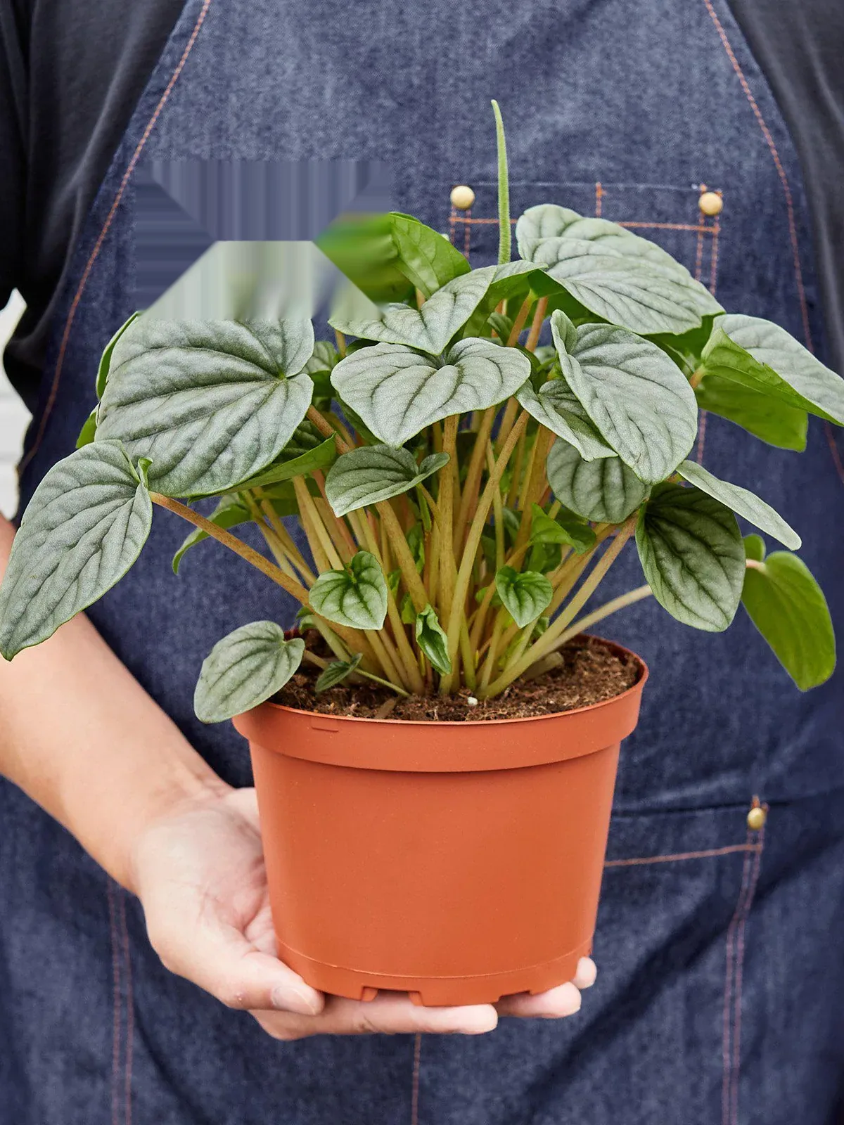 Peperomia 