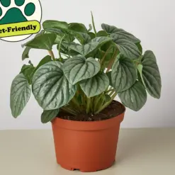 Peperomia 'Frost — additional view