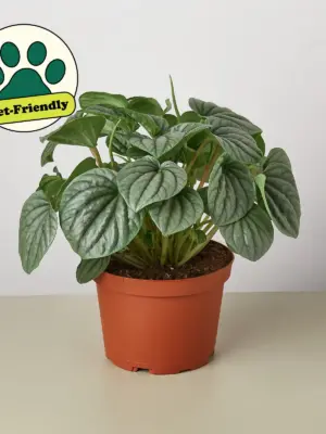 Peperomia 'Frost — additional view