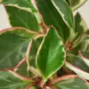 Peperomia 'Ginny' houseplant