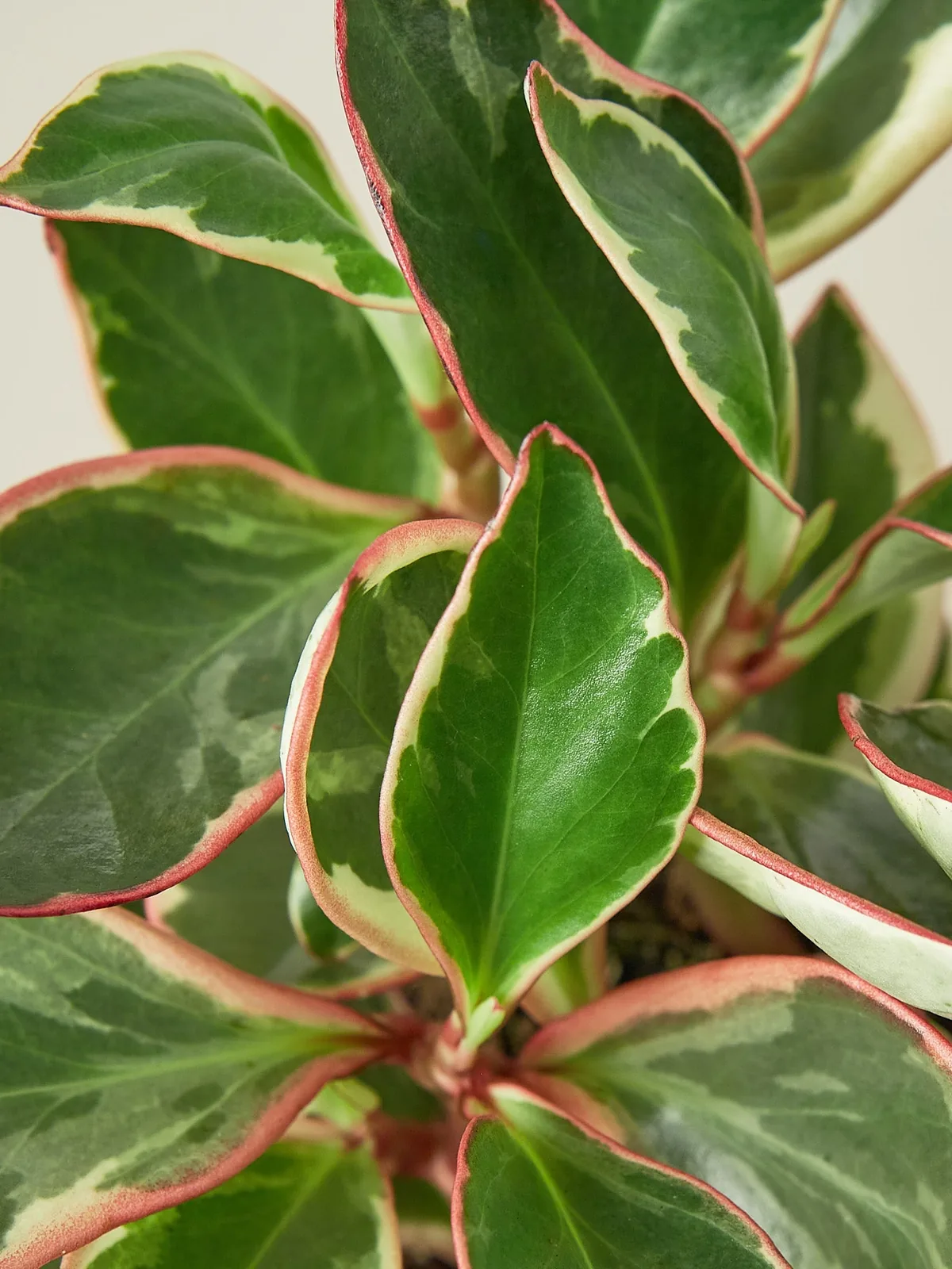 Peperomia 