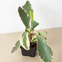 Peperomia 'Ginny' — additional view