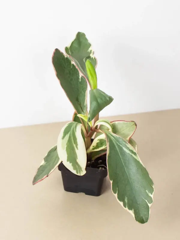 Peperomia 'Ginny' — additional view
