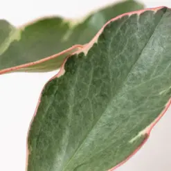 Peperomia 'Ginny' — additional view