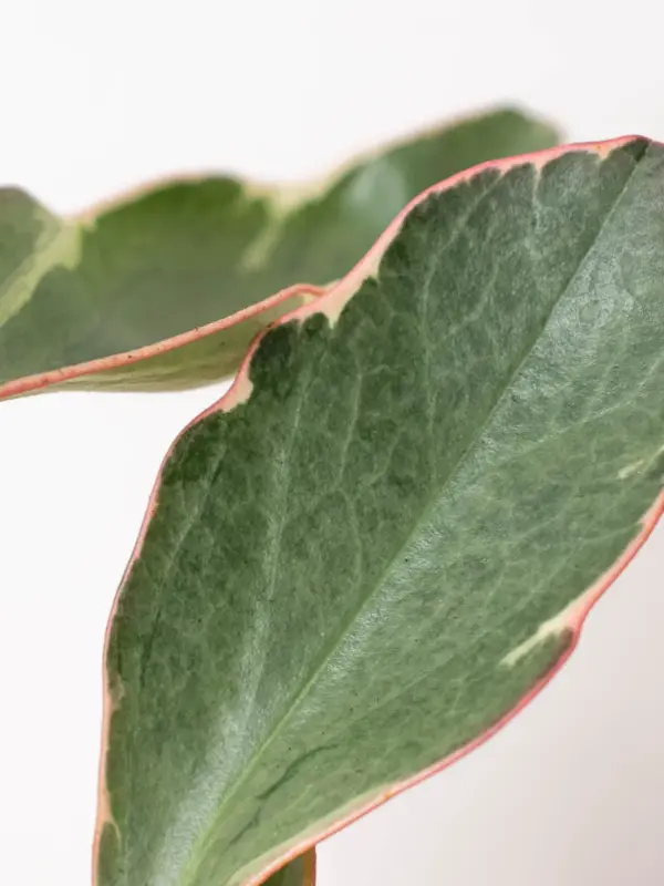Peperomia 'Ginny' — additional view