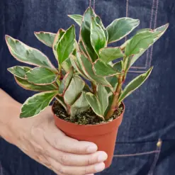 Peperomia 'Ginny' — held in hand for size reference