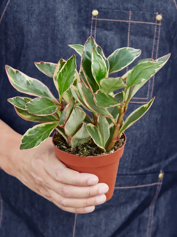 Peperomia 'Ginny' — held in hand for size reference