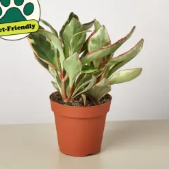 Peperomia 'Ginny' — additional view