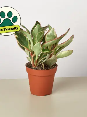 Peperomia 'Ginny' — additional view