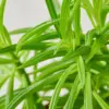 Peperomia 'Green Bean' houseplant