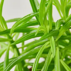 Peperomia 'Green Bean' houseplant